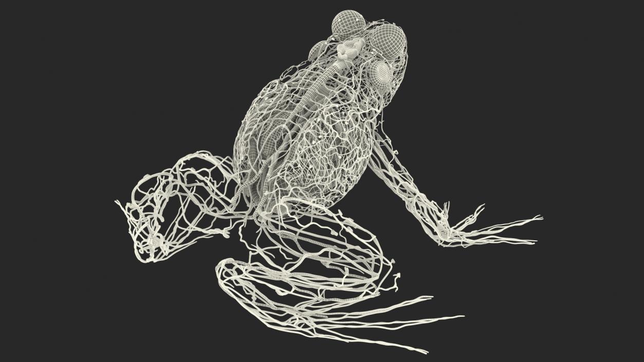 3D Frog Full Anatomy Collection model