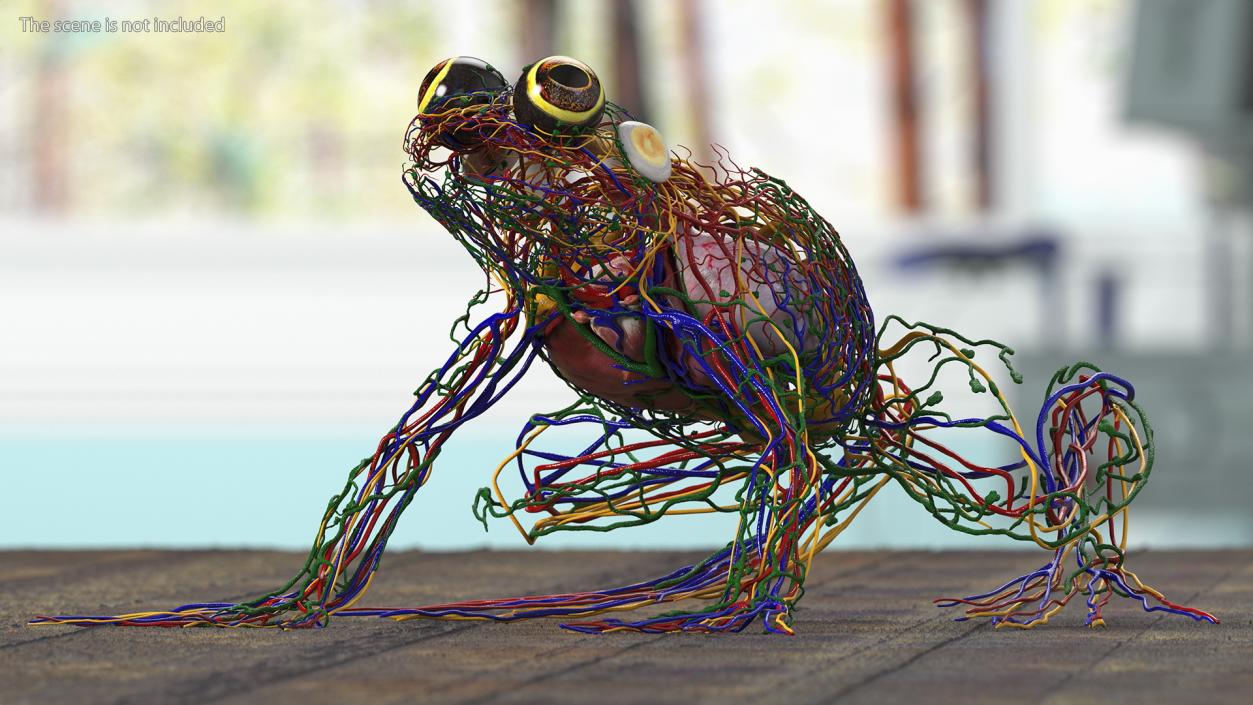 3D Frog Full Anatomy Collection model