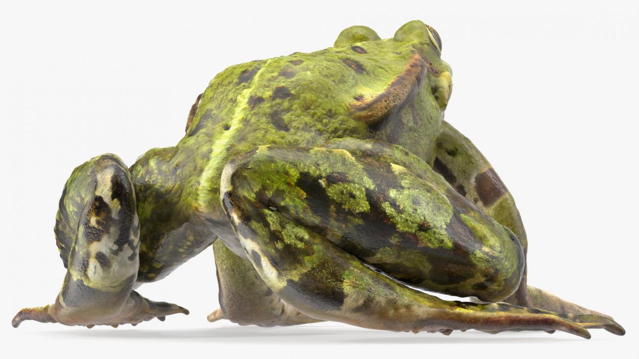 3D Frog Full Anatomy Collection model