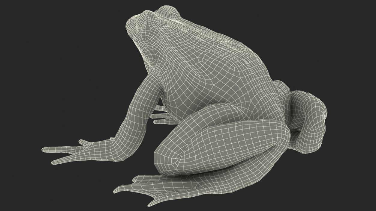 3D Frog Full Anatomy Collection model