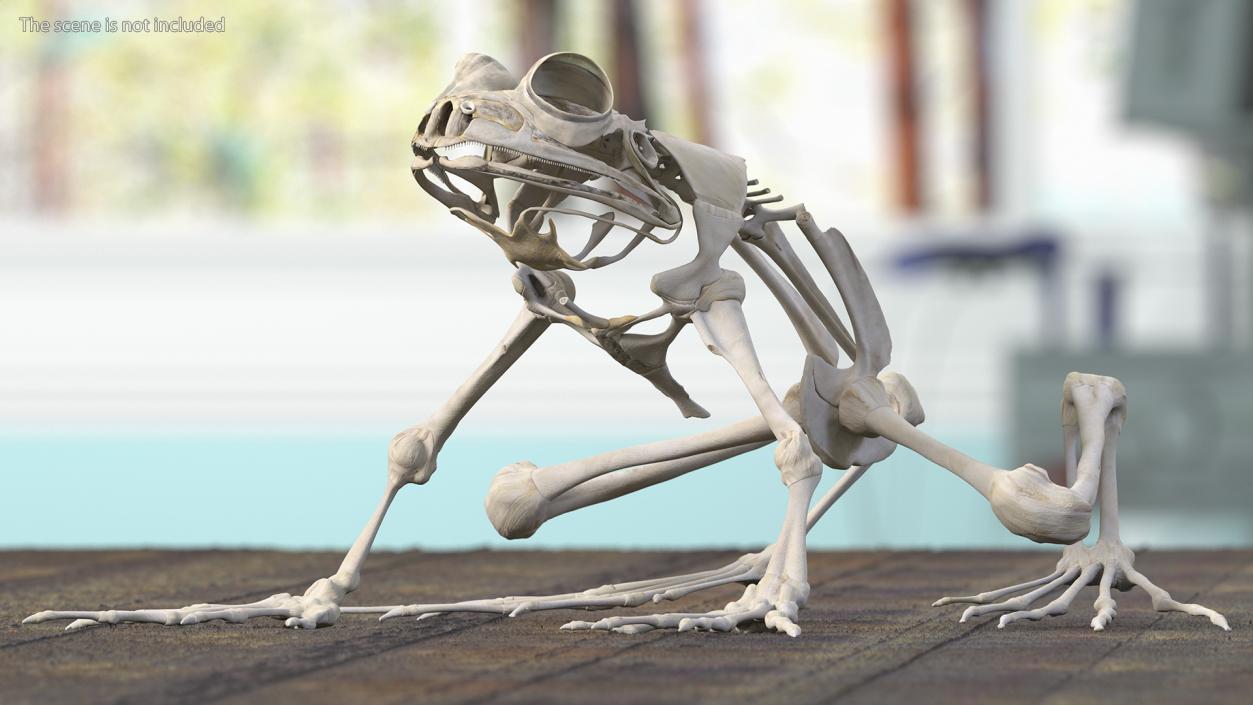 3D Frog Full Anatomy Collection model