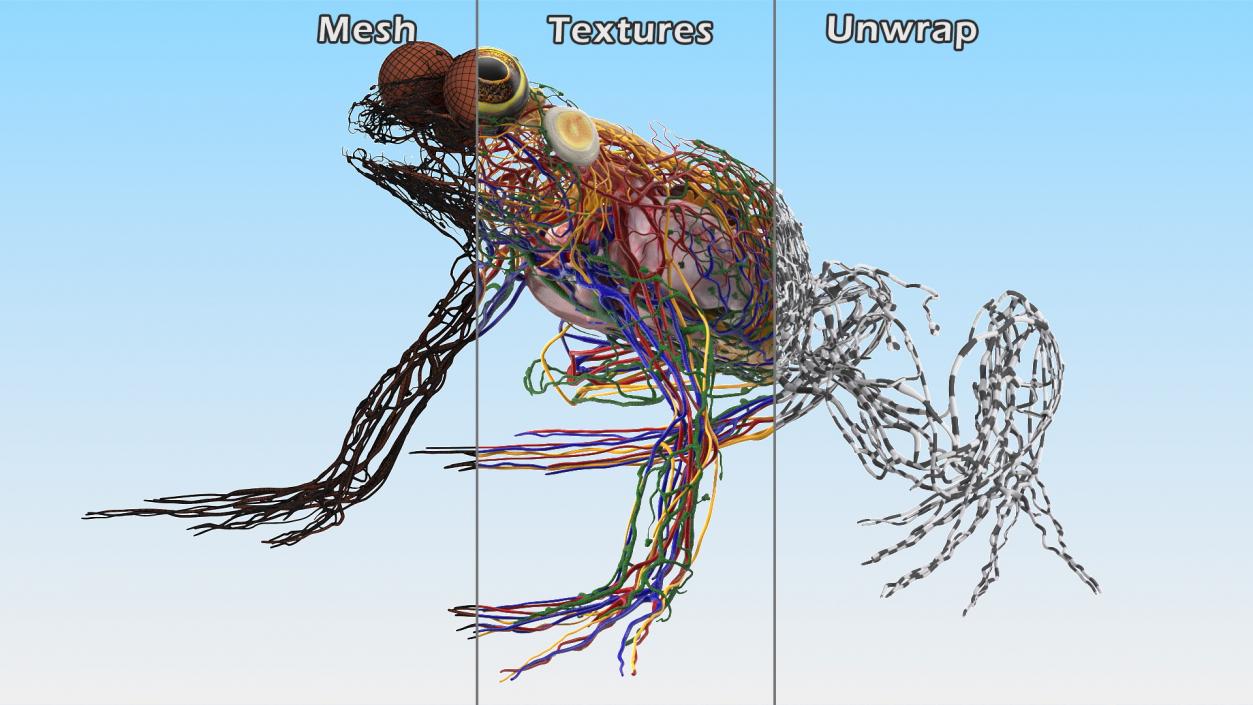 3D Frog Full Anatomy Collection model