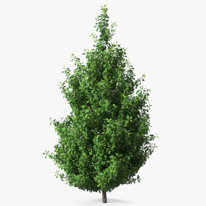 3D Holly Green Tree