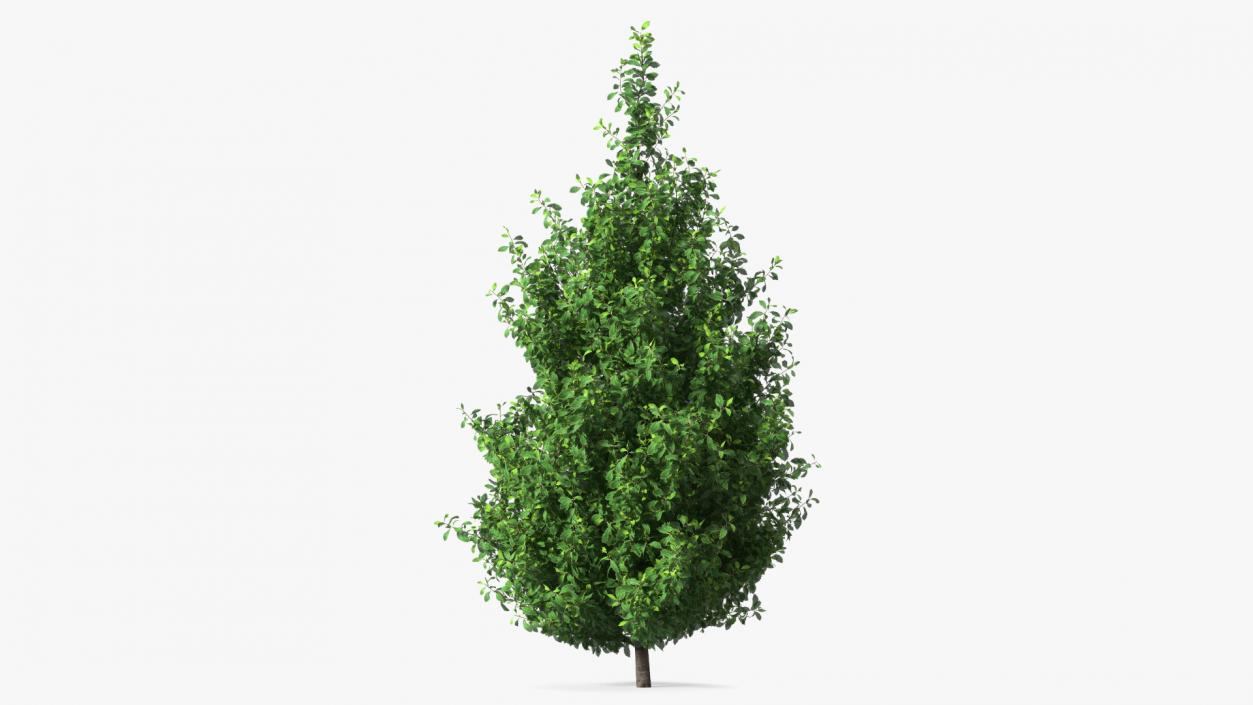 3D Holly Green Tree