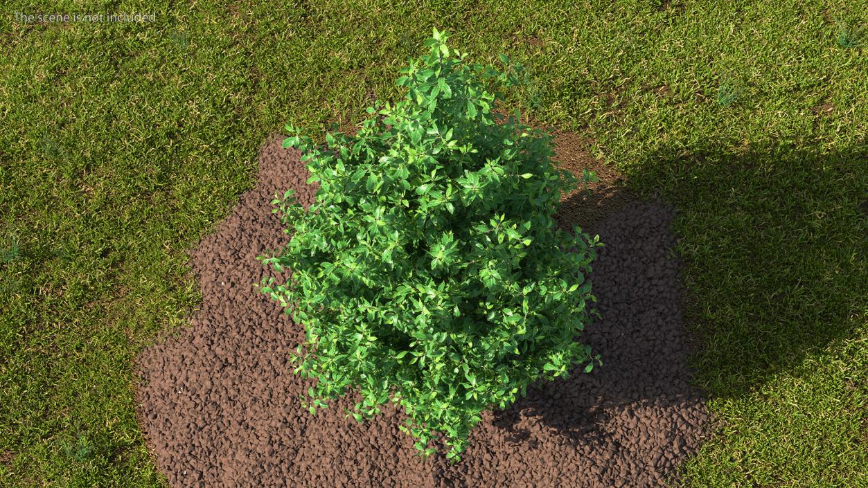 3D Holly Green Tree