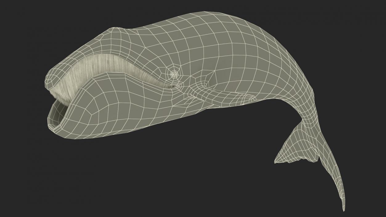 3D Sea Mammal Bowhead Whale Rest Pose Fur model