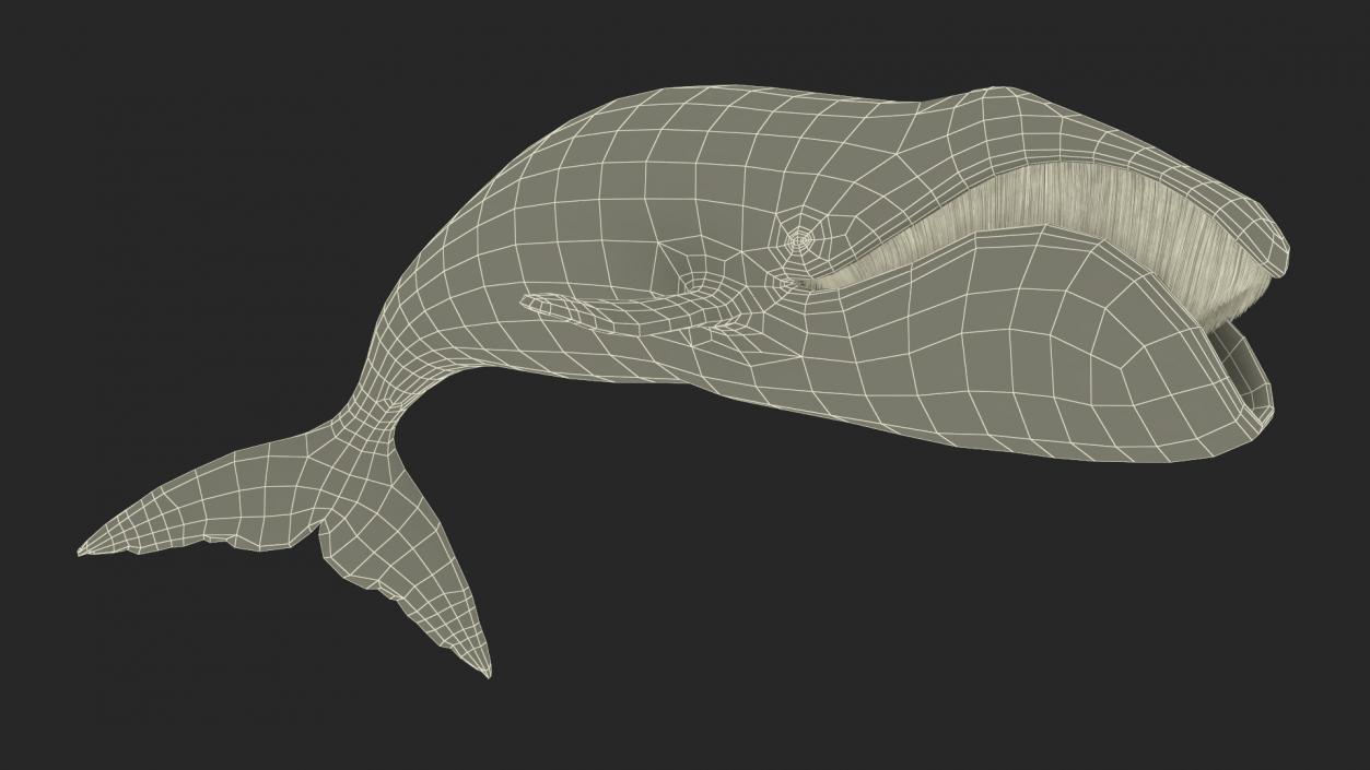 3D Sea Mammal Bowhead Whale Rest Pose Fur model