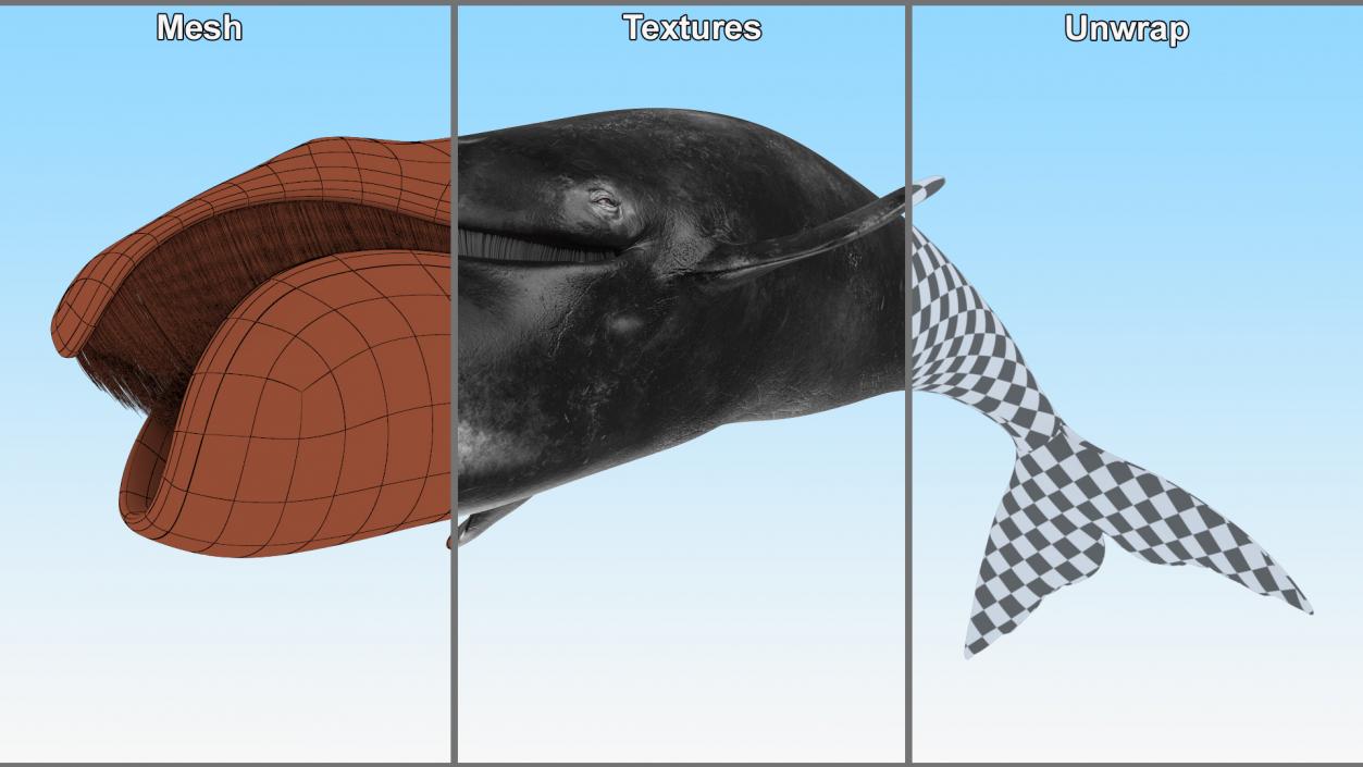 3D Sea Mammal Bowhead Whale Rest Pose Fur model