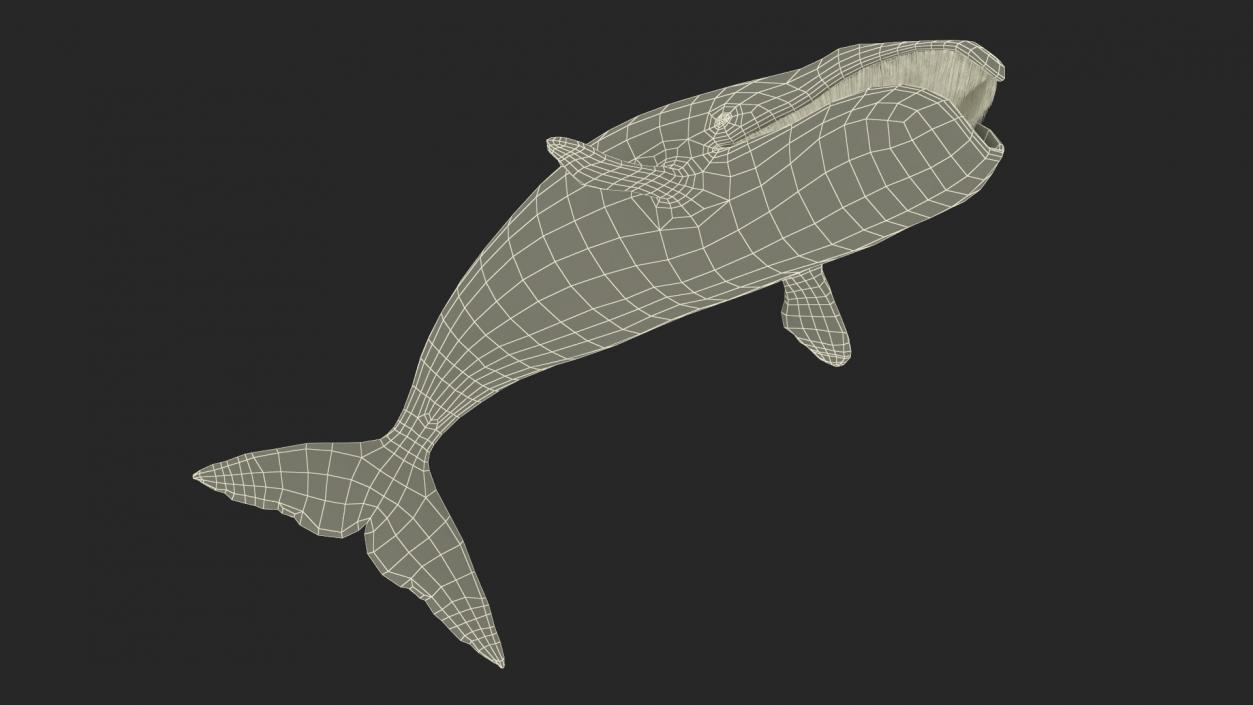 3D Sea Mammal Bowhead Whale Rest Pose Fur model