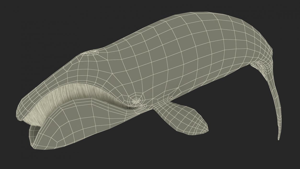 3D Sea Mammal Bowhead Whale Rest Pose Fur model