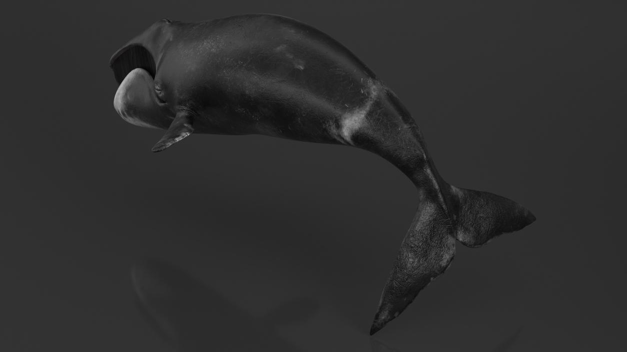 3D Sea Mammal Bowhead Whale Rest Pose Fur model