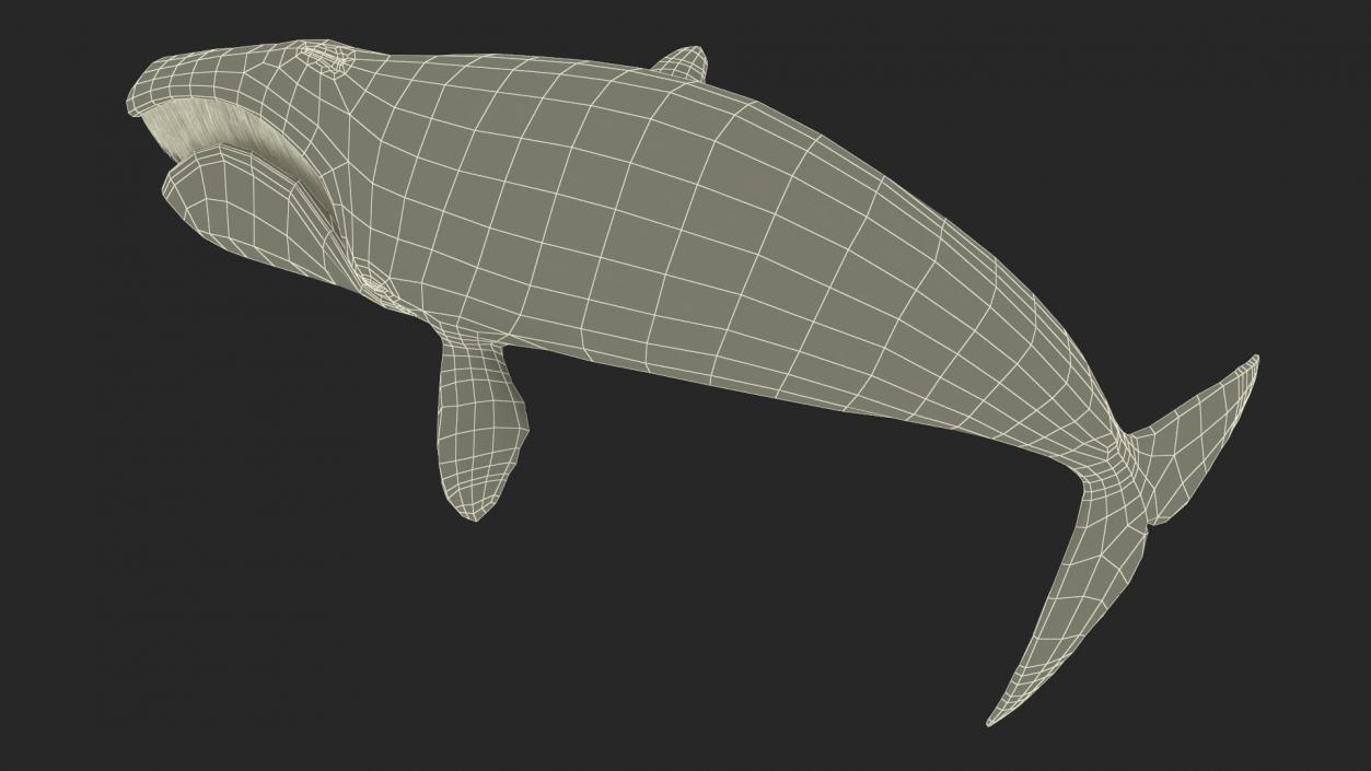 3D Sea Mammal Bowhead Whale Rest Pose Fur model