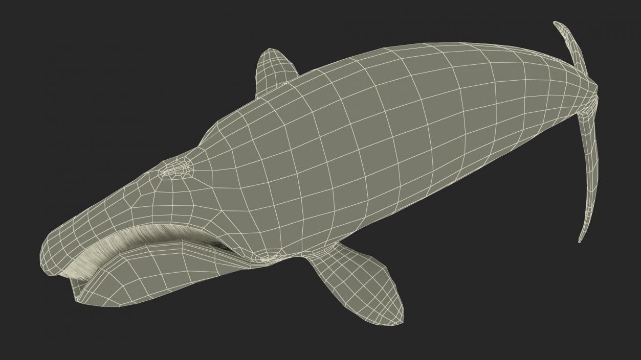 3D Sea Mammal Bowhead Whale Rest Pose Fur model