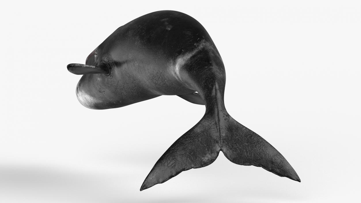 3D Sea Mammal Bowhead Whale Rest Pose Fur model