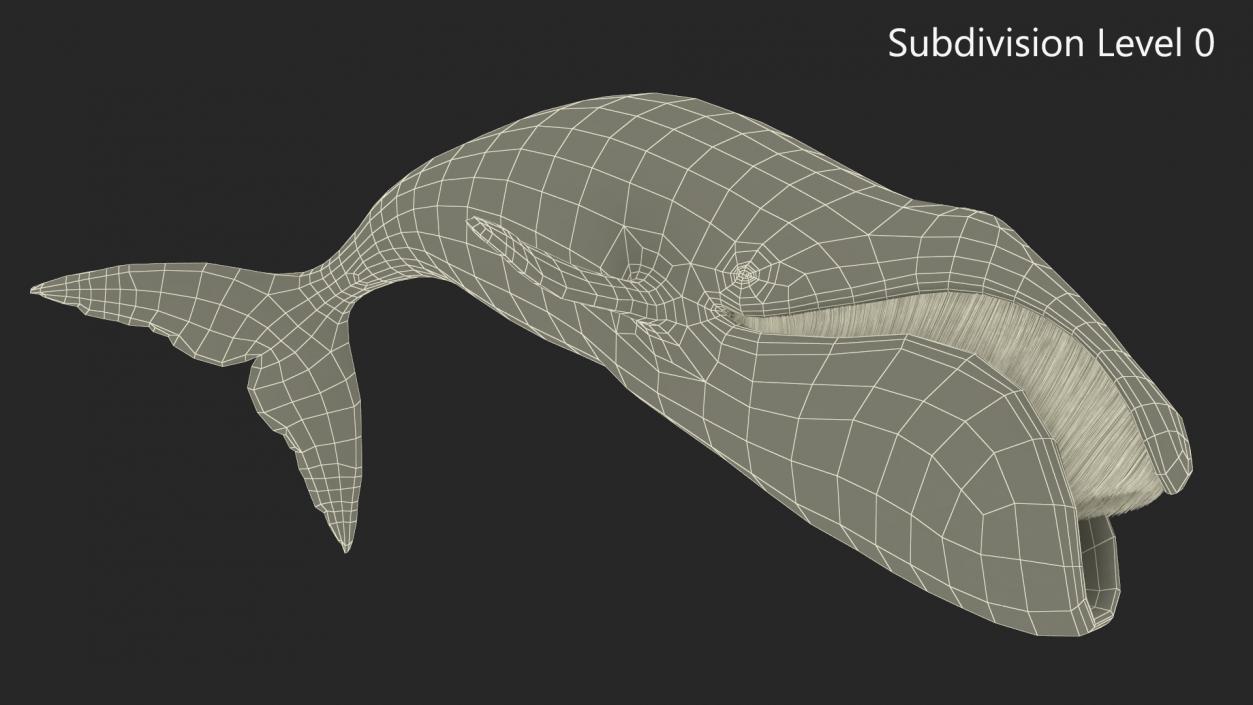 3D Sea Mammal Bowhead Whale Rest Pose Fur model