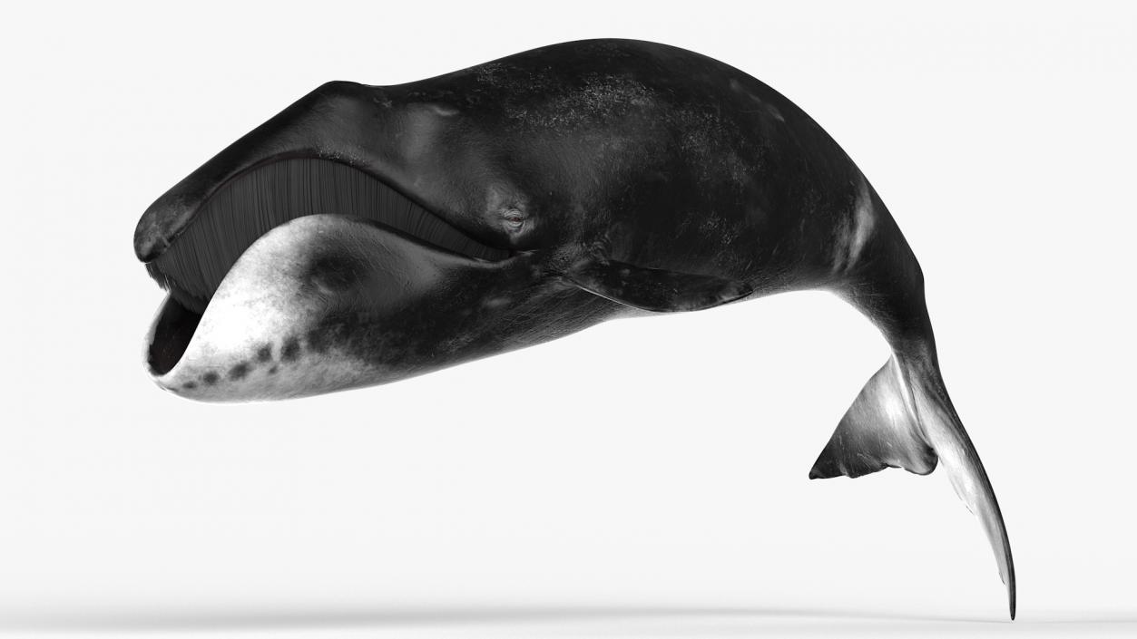 3D Sea Mammal Bowhead Whale Rest Pose Fur model