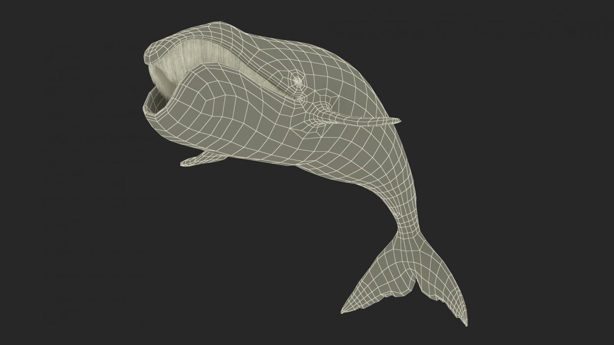 3D Sea Mammal Bowhead Whale Rest Pose Fur model