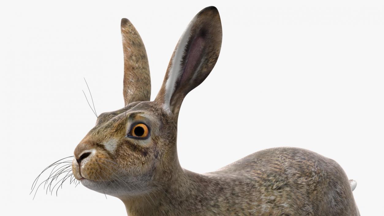 Jackrabbit Rigged 3D