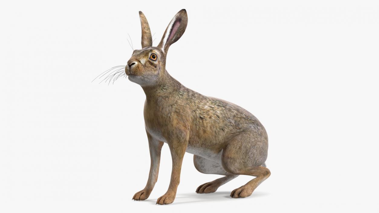 Jackrabbit Rigged 3D