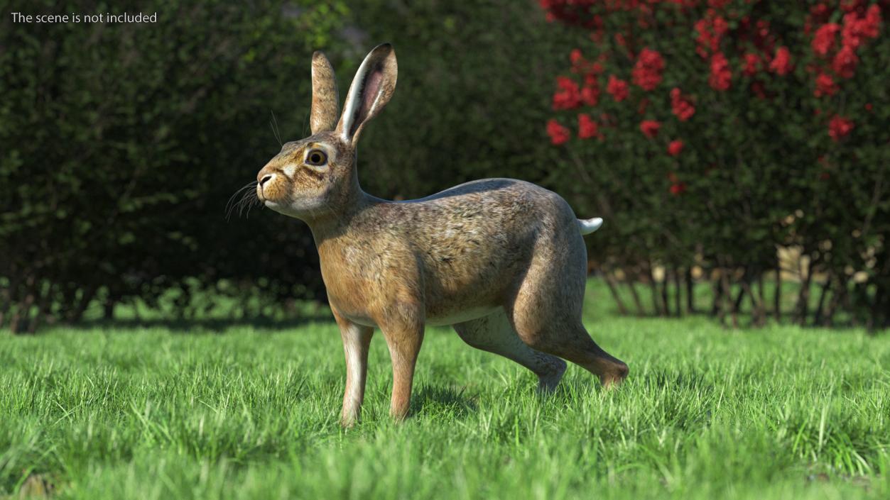 Jackrabbit Rigged 3D