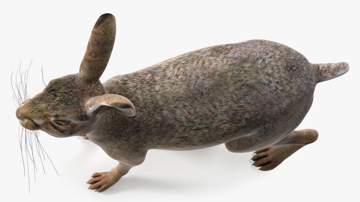 Jackrabbit Rigged 3D