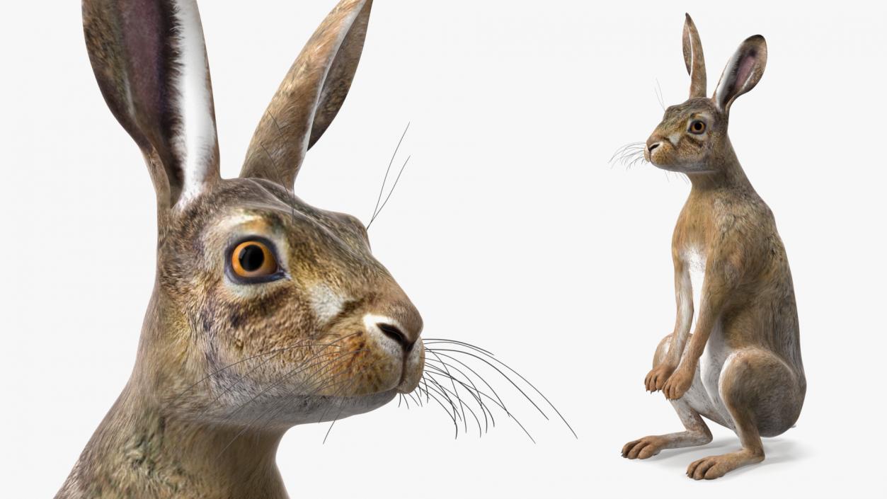 Jackrabbit Rigged 3D