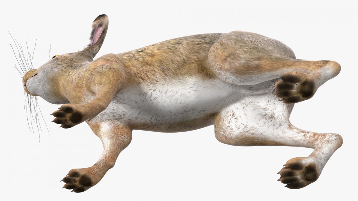 Jackrabbit Rigged 3D