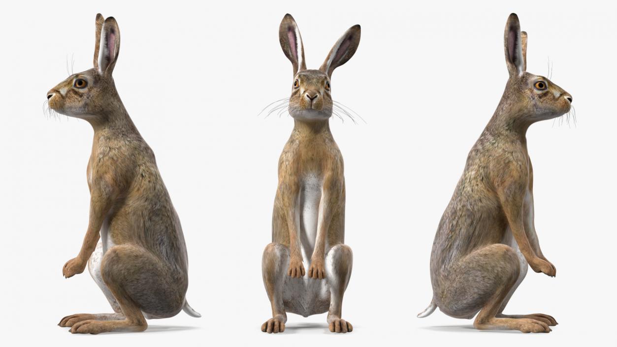 Jackrabbit Rigged 3D