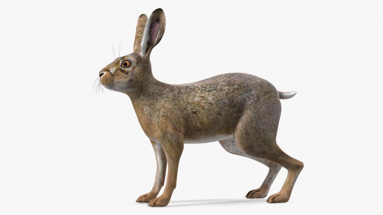 Jackrabbit Rigged 3D