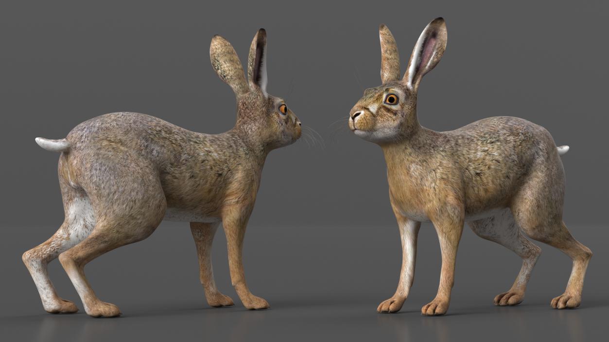 Jackrabbit Rigged 3D