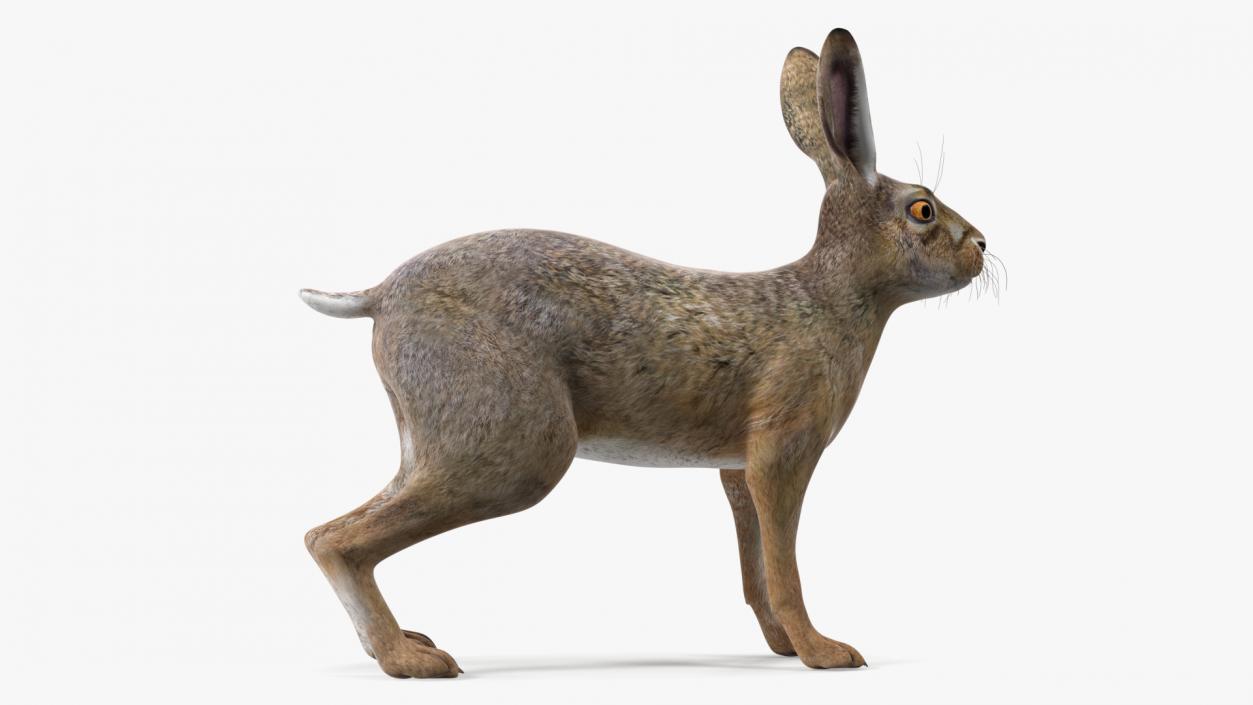 Jackrabbit Rigged 3D