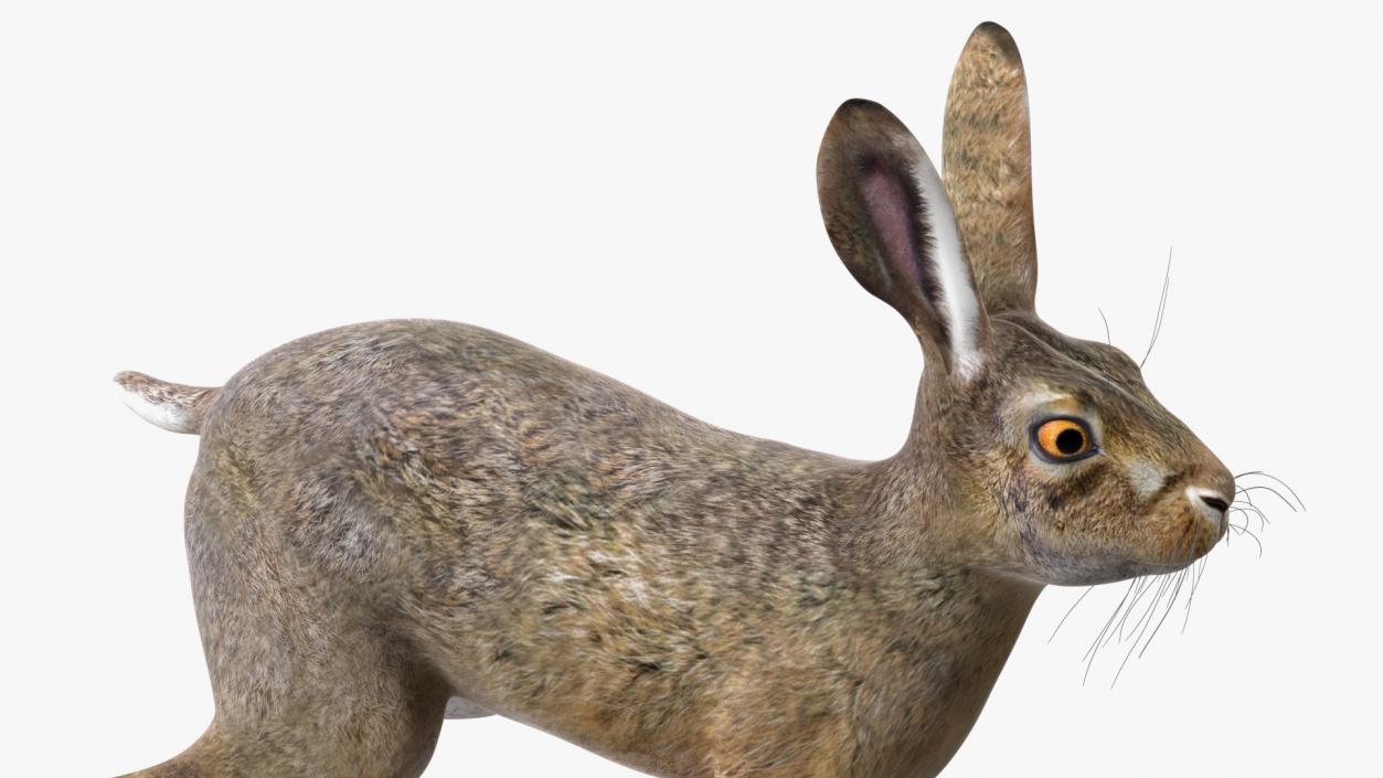 Jackrabbit Rigged 3D