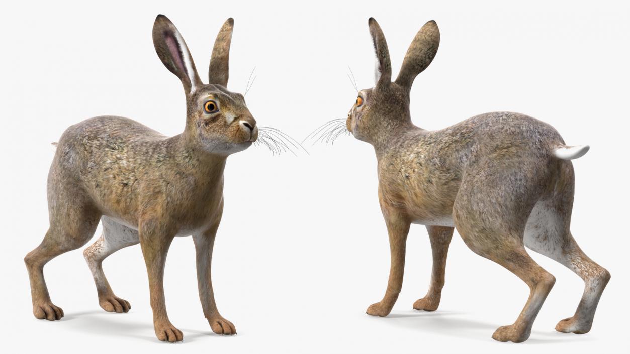 Jackrabbit Rigged 3D