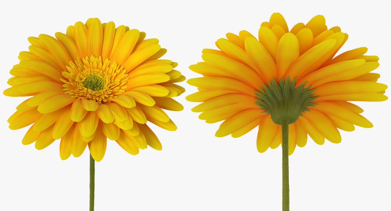 3D Yellow Gerbera Flower