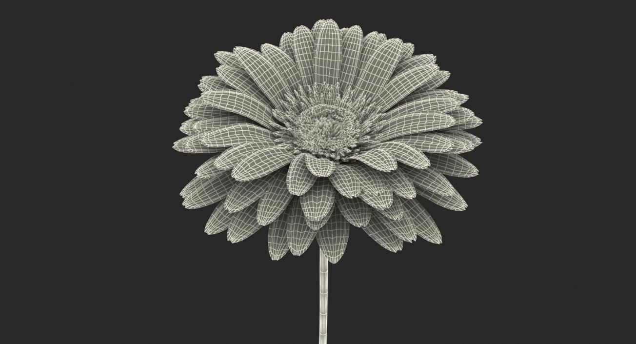 3D Yellow Gerbera Flower