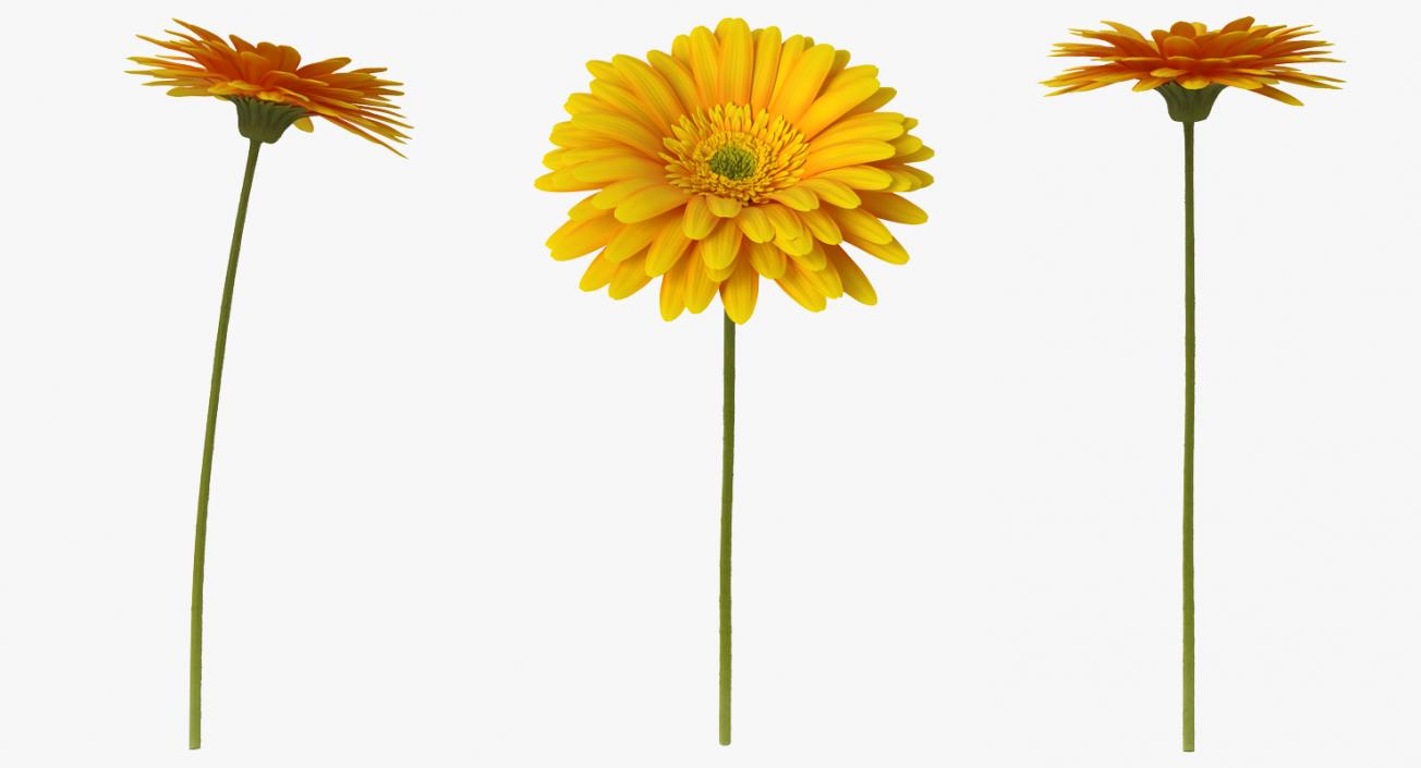 3D Yellow Gerbera Flower