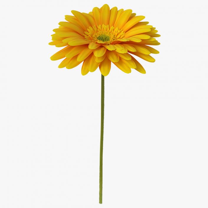 3D Yellow Gerbera Flower