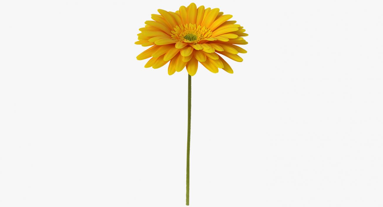 3D Yellow Gerbera Flower