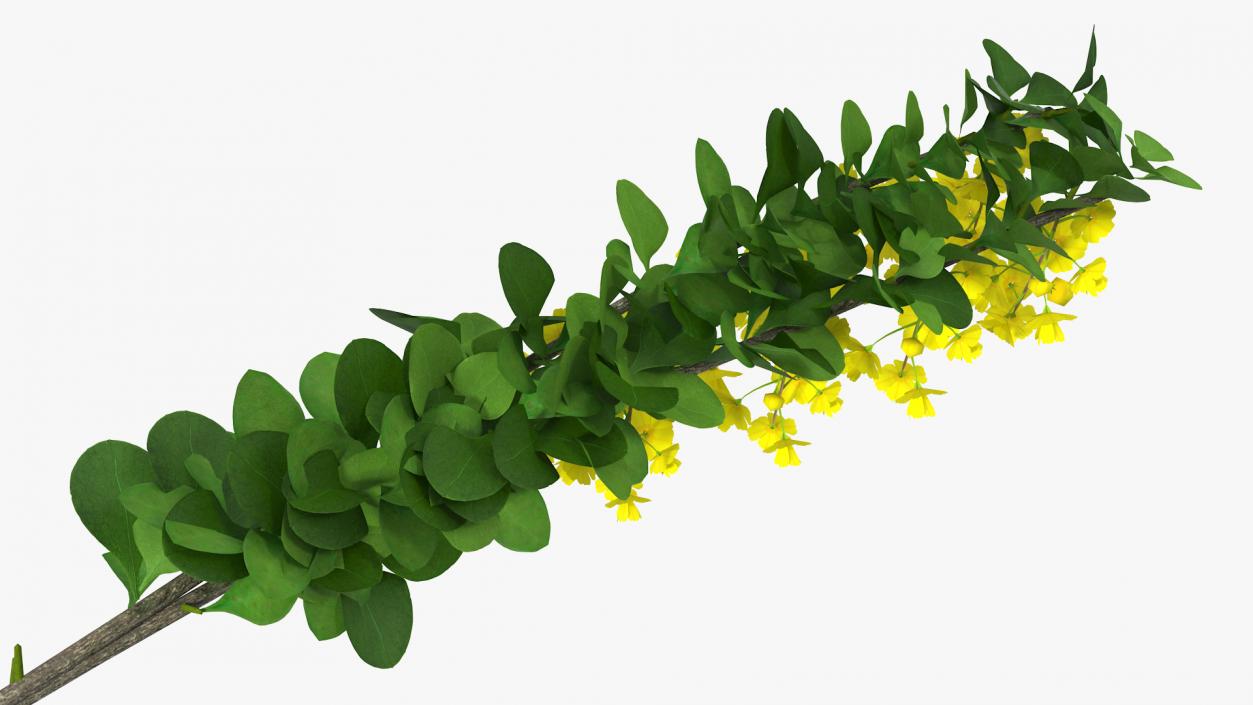 3D Berberis Branch with Flowers model