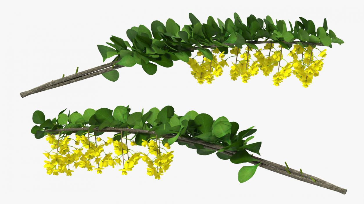 3D Berberis Branch with Flowers model