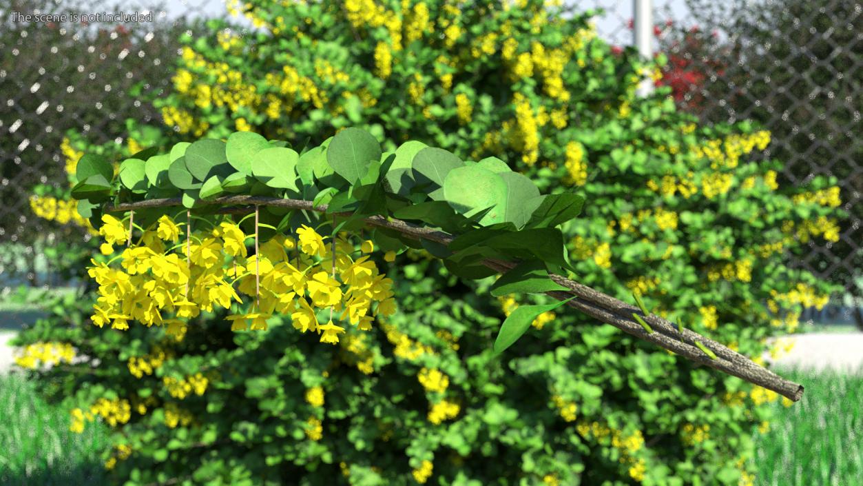 3D Berberis Branch with Flowers model