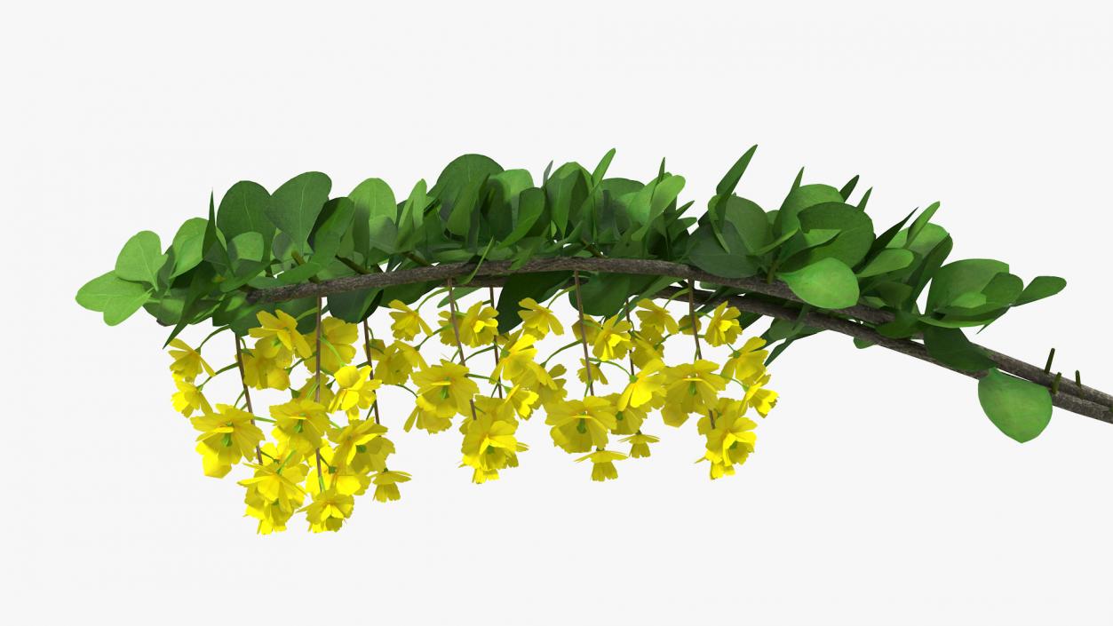 3D Berberis Branch with Flowers model