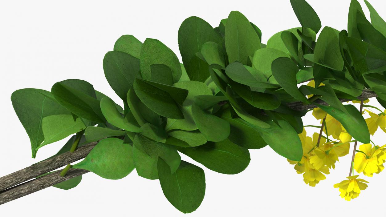 3D Berberis Branch with Flowers model