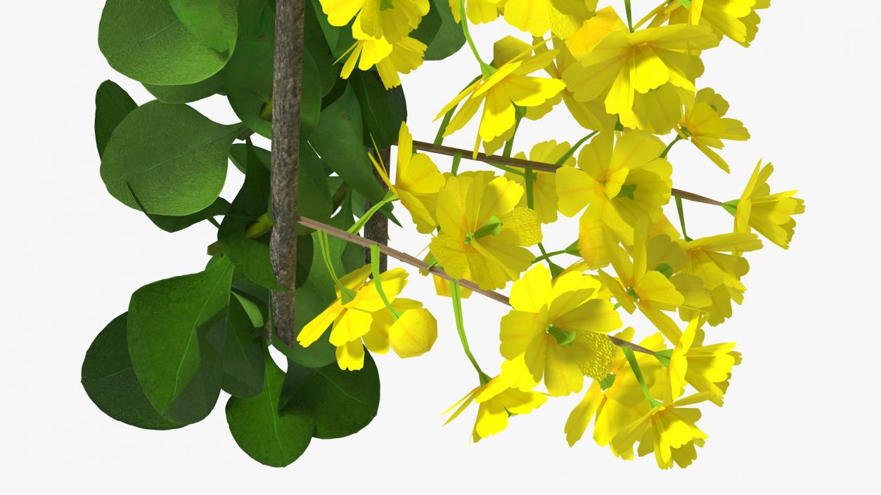 3D Berberis Branch with Flowers model