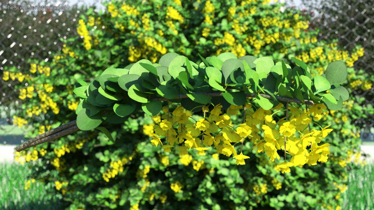 3D Berberis Branch with Flowers model