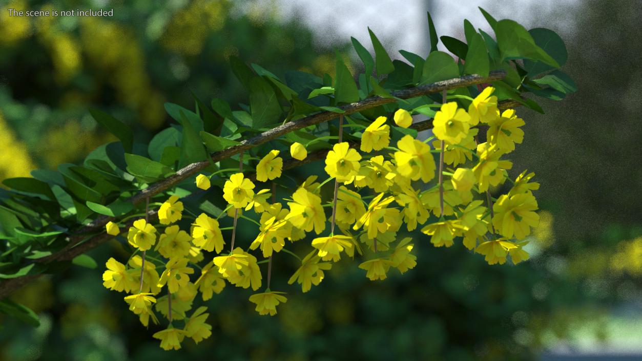 3D Berberis Branch with Flowers model