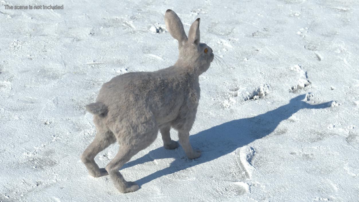 Lepus Europaeus Winter White Fur 3D