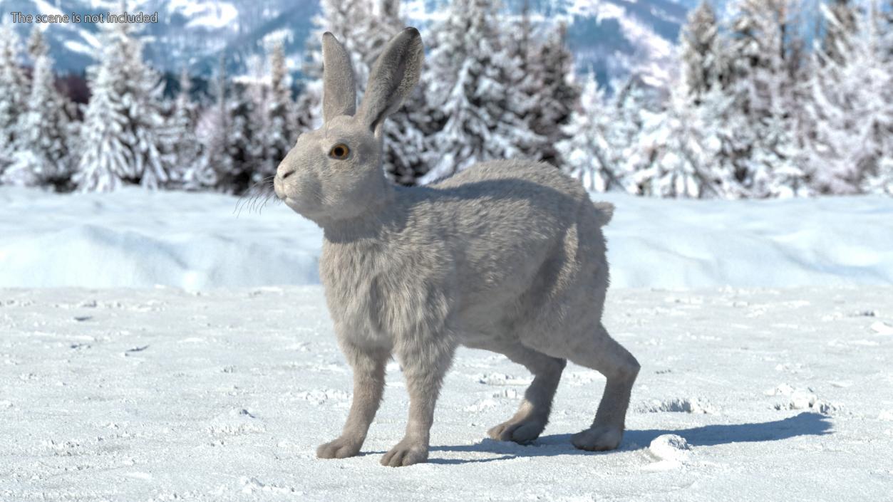 Lepus Europaeus Winter White Fur 3D