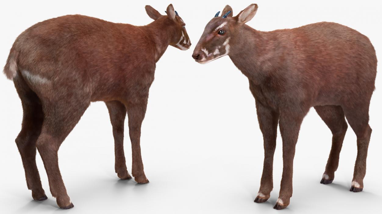 3D Saola Fur Rigged 2 model