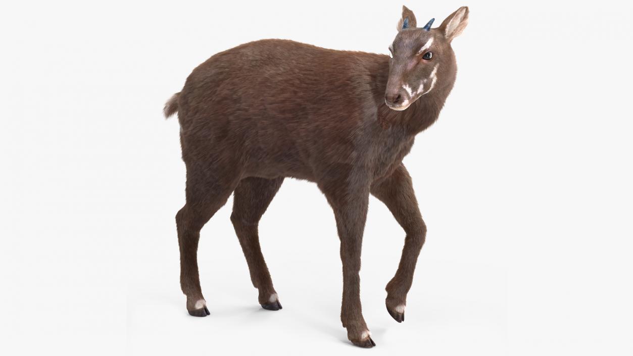 3D Saola Fur Rigged 2 model